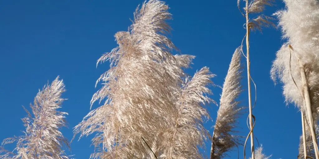Pampová tráva: Najkrajšia okrasná tráva v záhrade 4 Pampová tráva (Cortaderia selloana) s vysokými, nadýchanými bielymi súkvetiami v záhradnej výsadbe.