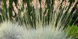 Kostrava sivá (Festuca glauca) – okrasná tráva s jemnými striebristosivými listami