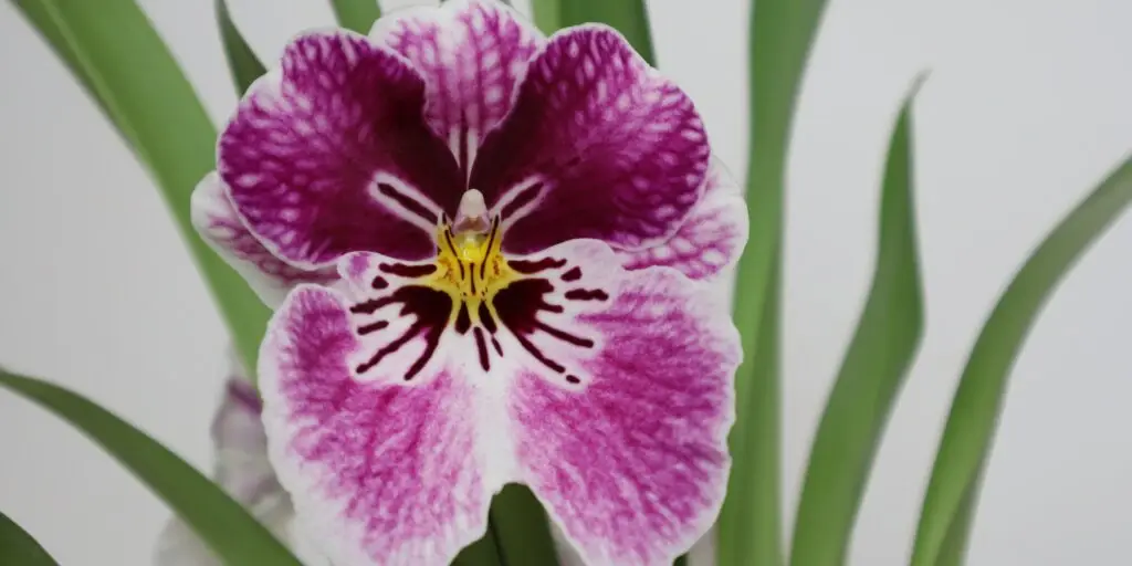 Miltonia – detailný pohľad na kvet orchidey s fialovo-bielym vzorom.