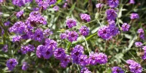 zeleznik-argentinsky-verbena-rigida-rastlinkovo