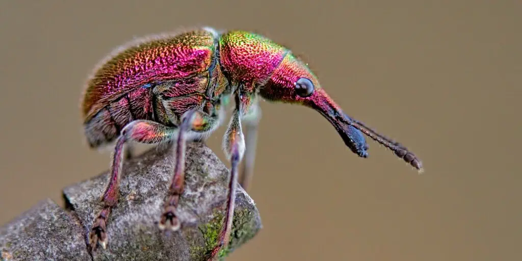Nosánik (Curculionidae) v prírode