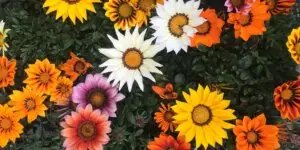 gazania-rastlinkovo