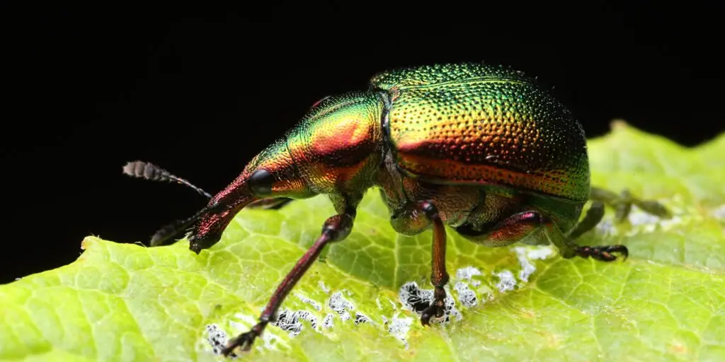 Nosánik (Curculionidae) na zelenom liste