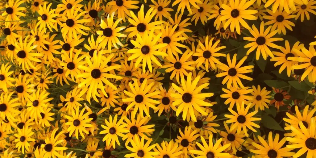 rudbekia-rastlinkovo