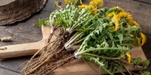 pupava-lekarska-taraxacum-officinale-rastlinkovo