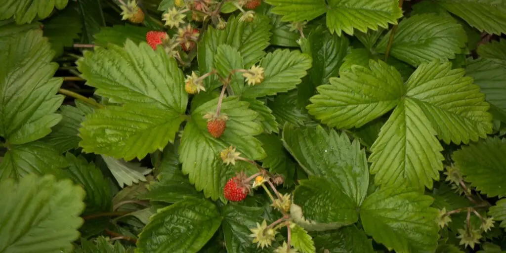 4 24