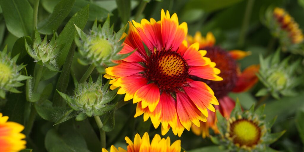 Gaillardia – žiarivé červeno-žlté kvety v záhone