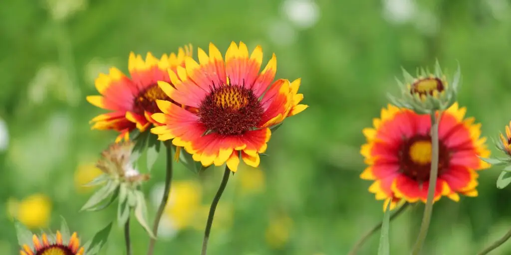 Gaillardia – žiarivé červeno-žlté kvety v záhone
