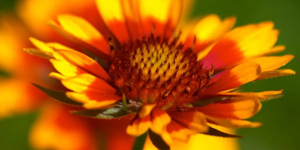 Gaillardia – žiarivé červeno-žlté kvety v záhone
