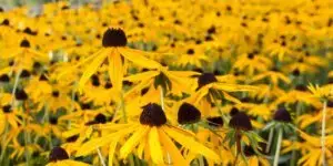 Rudbekia s jasne žltými okvetnými lístkami a tmavým stredom v záhone