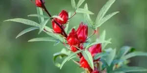 stiav-kysly-rumex-acetosa-rastlinkovo