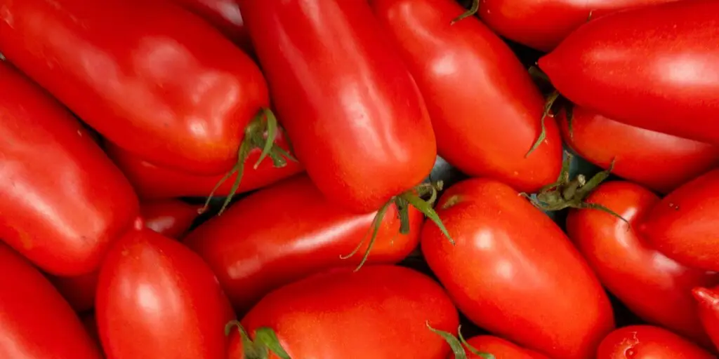 paradajky-rajciny-san-marzano-rastlinkovo