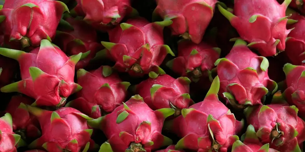 Čerstvé plody dračieho ovocia (pitahaya) s ružovou šupkou a zelenými výrastkami