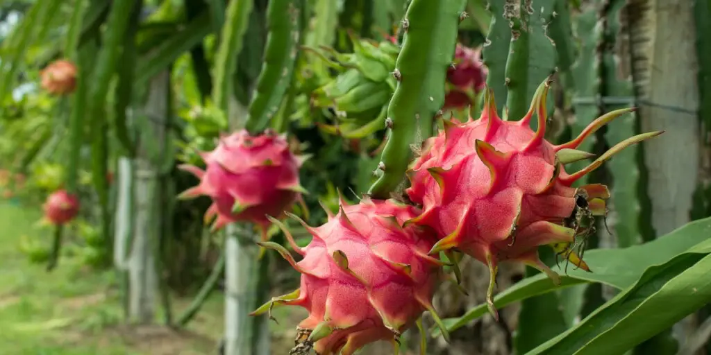 Čerstvé plody dračieho ovocia (pitahaya) s ružovou šupkou a zelenými výrastkami
