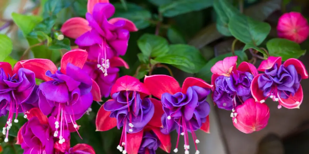 Kvitnúca fuchsia s ružovo-fialovými kvetmi visiacimi na zelených konároch.