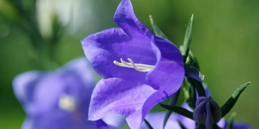 Hustý porast fialových zvončekov (Campanula)