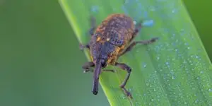 Nosánik (Curculionidae) na zelenom liste