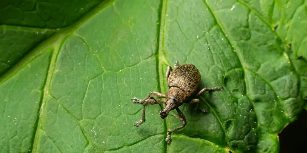 Nosánik (Curculionidae) na zelenom liste