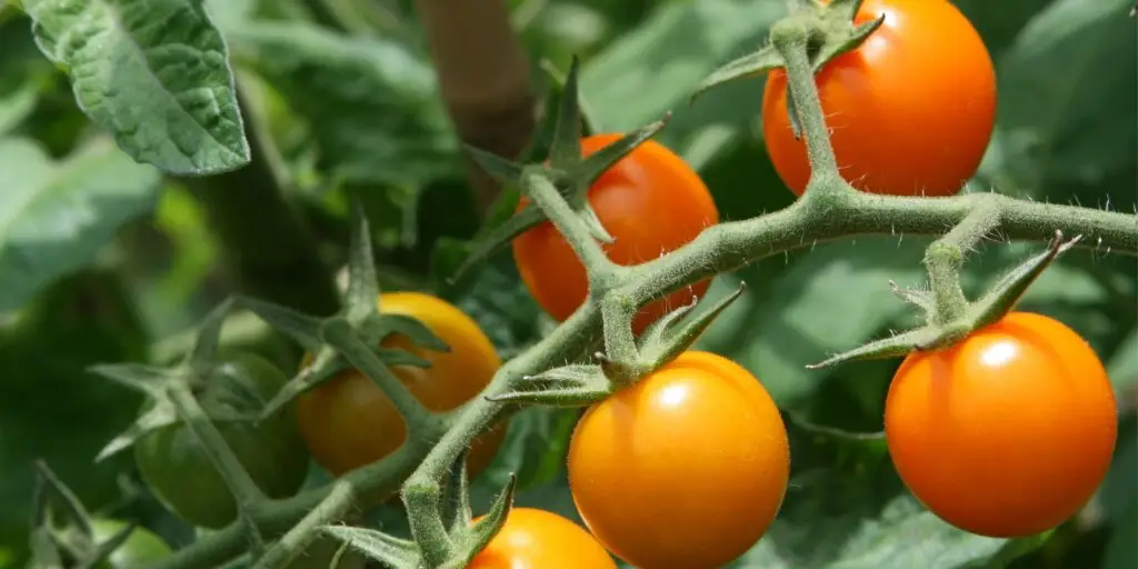 paradajky-rajciny-sungold-rastlinkovo