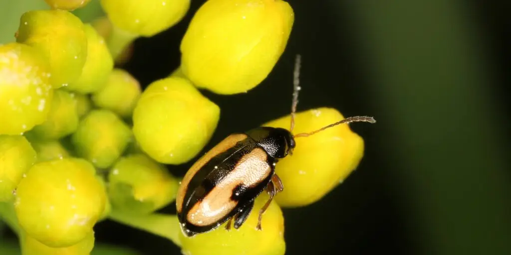 Skočky kapustové (Phyllotreta nemorum) na žltých kvetoch