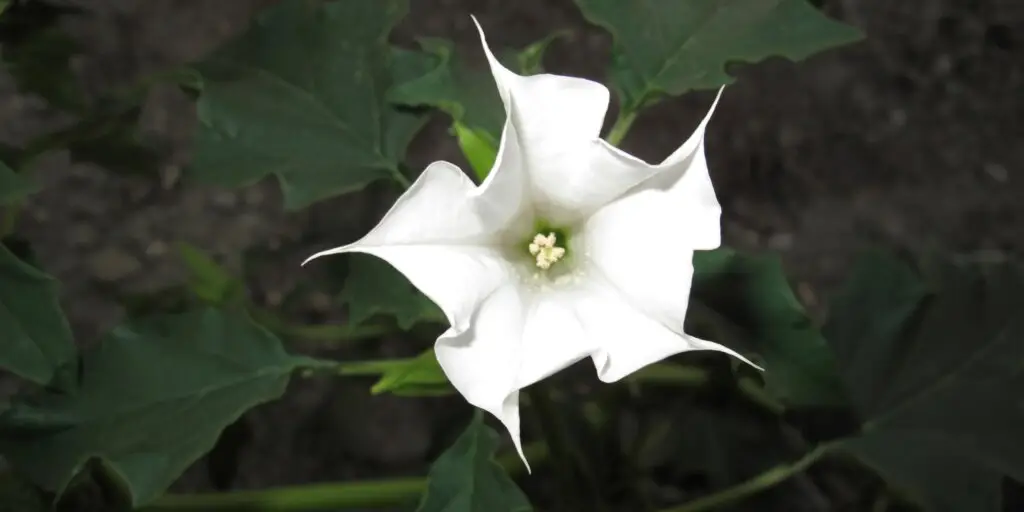 Biely kvet durmanu obyčajného (Datura stramonium) s tmavozelenými listami na pozadí.