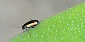 Skočka kapustová (Phyllotreta nemorum) na liste rastliny