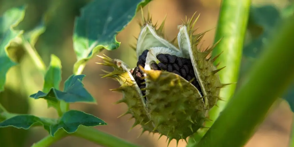 Biely kvet durmanu obyčajného (Datura stramonium) s tmavozelenými listami na pozadí.