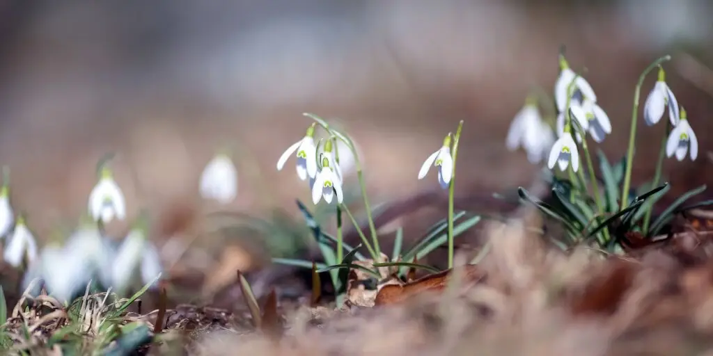 Snežienky: Prví poslovia jari 2 BLOG FOTKY 2