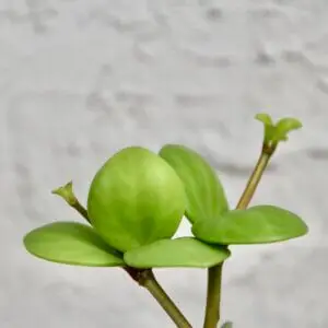 peperomia-tetraphylla-hope-rastlinkovo