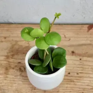 peperomia-tetraphylla-hope-rastlinkovo