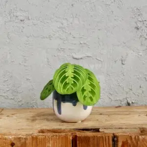maranta-leuconeura-lemon-lime-rastlinkovo