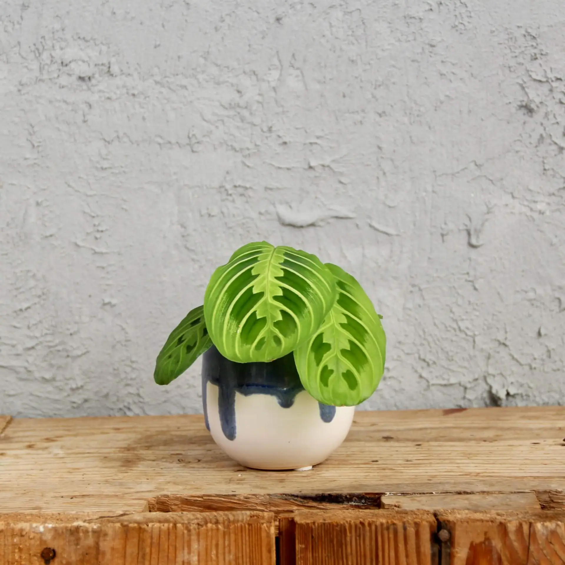Maranta Leuconeura Lemon Lime baby 2 maranta-leuconeura-lemon-lime-rastlinkovo