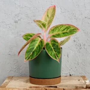 aglaonema-lipstick-pink-rastlinkovo