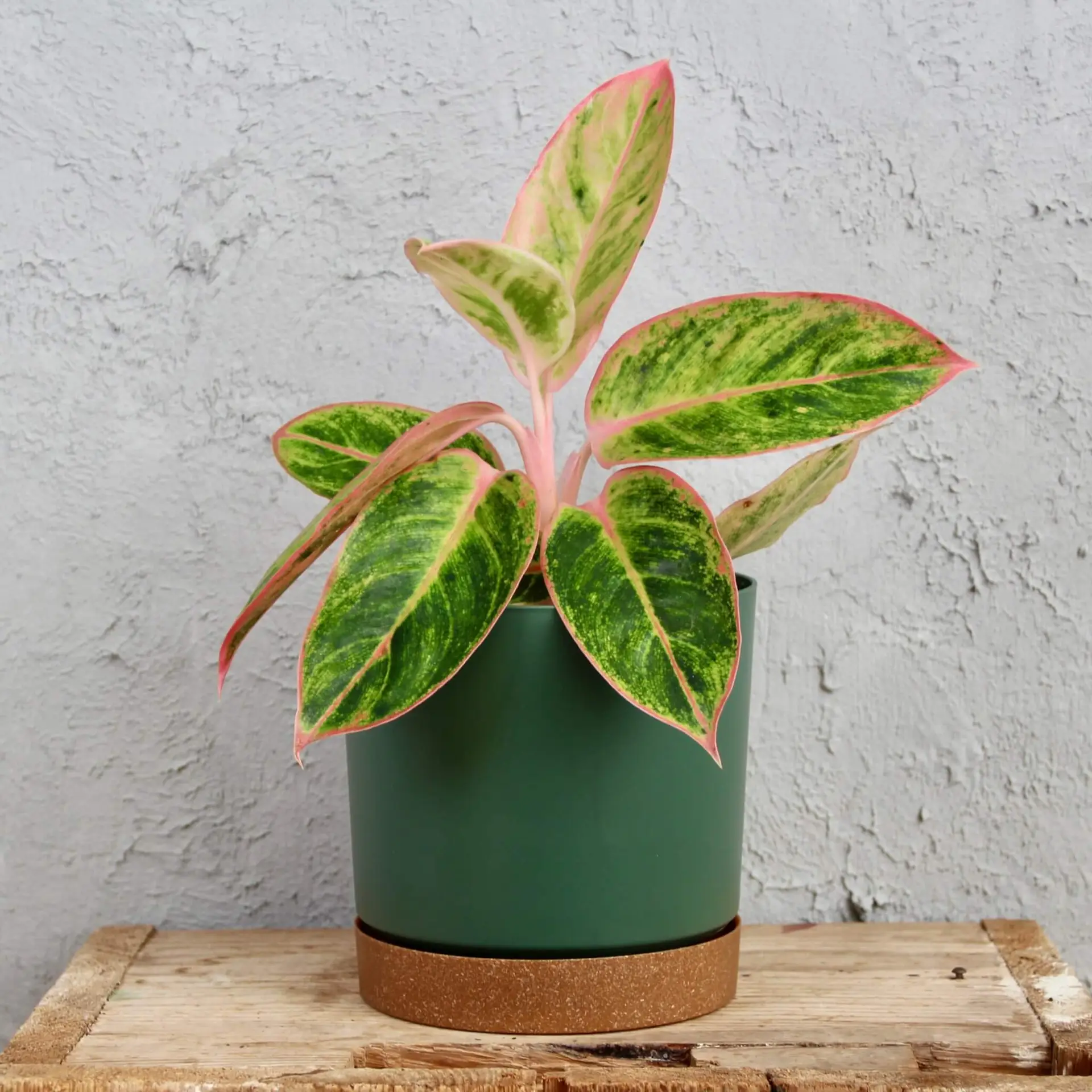 Aglaonema Lipstick Pink 3 aglaonema-lipstick-pink-rastlinkovo