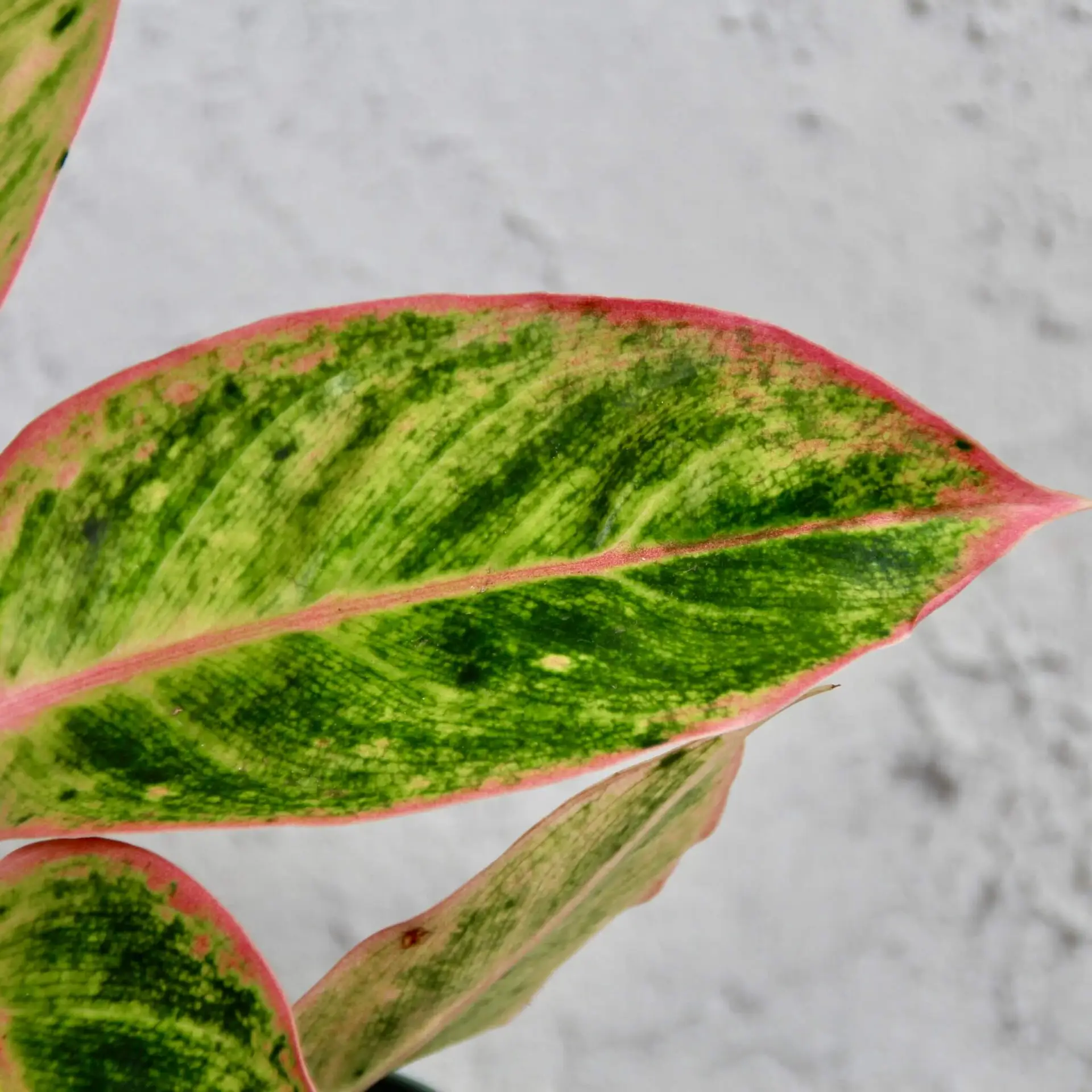 Aglaonema Lipstick Pink 2 aglaonema-lipstick-pink-rastlinkovo