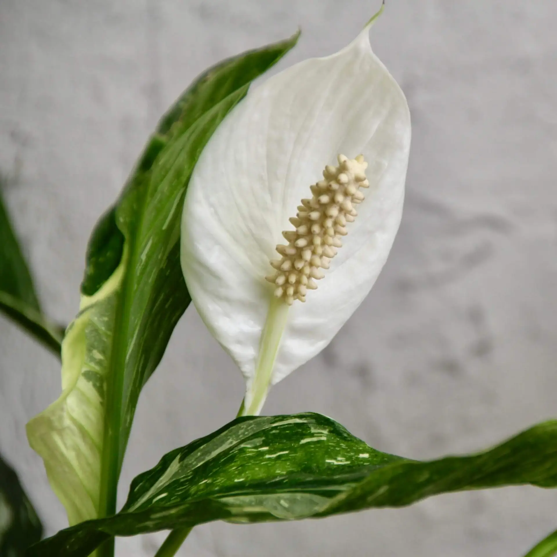 Spathiphyllum wallisii diamond variegata 1 spathiphyllum-wallisii-diamond-variegata-rastlinkovo