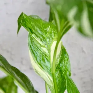 spathiphyllum-wallisii-diamond-variegata-rastlinkovo
