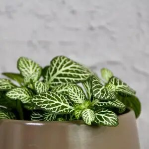fittonia-white-special-rastlinkovo