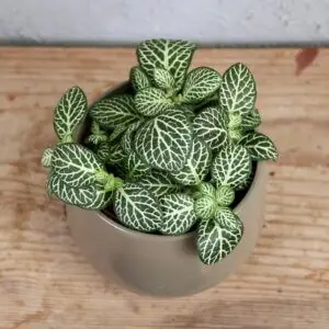 fittonia-white-special-rastlinkovo
