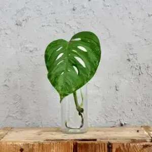 monstera-acuminata-odrezok-rastlinkovo