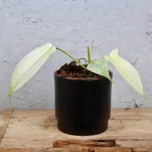 philodendron-florida-ghost-rastlinkovo