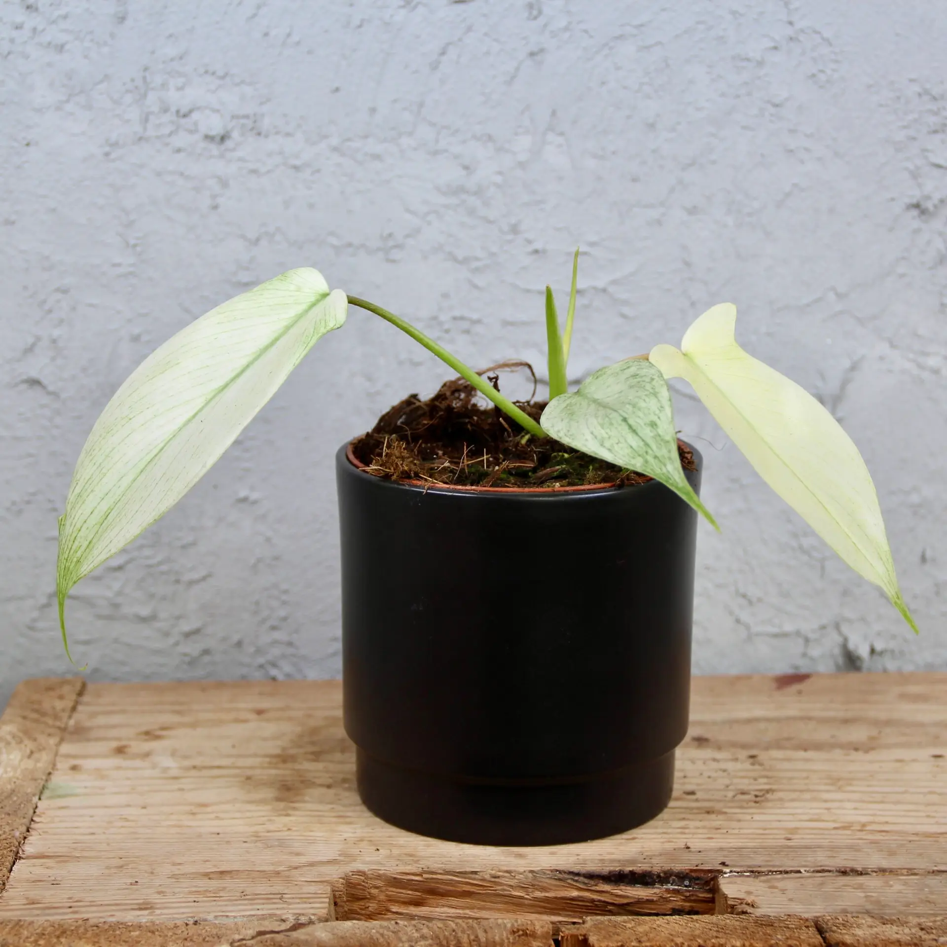 Philodendron Florida Ghost 1 philodendron-florida-ghost-rastlinkovo