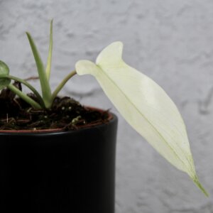 philodendron-florida-ghost-rastlinkovo