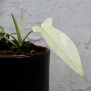 philodendron-florida-ghost-rastlinkovo