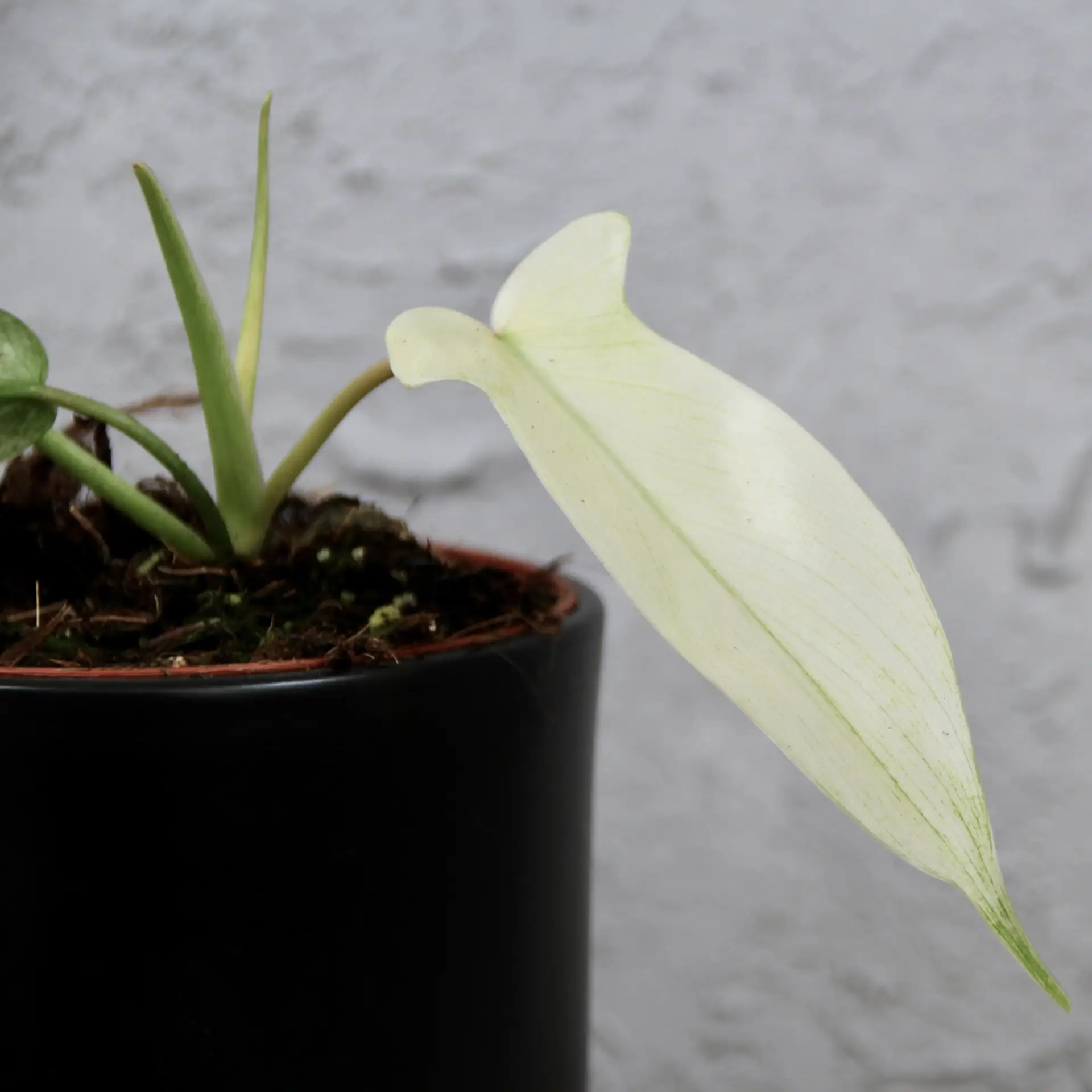 Philodendron Florida Ghost 2 philodendron-florida-ghost-rastlinkovo