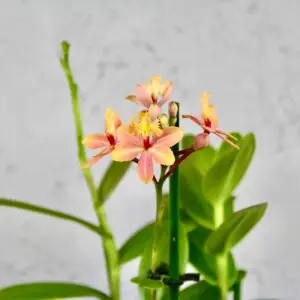orchidea-epidendrum-peach-valley-rastlinkovo