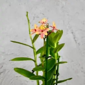 orchidea-epidendrum-peach-valley-rastlinkovo