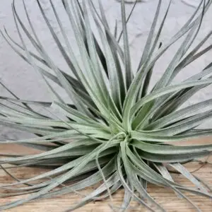 tillandsia-silver-rastlinkovo