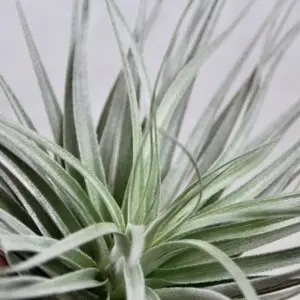 tillandsia-silver-rastlinkovo