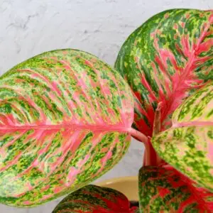 Aglaonema Samba Red – izbová rastlina s výraznými červeno-zelenými listami